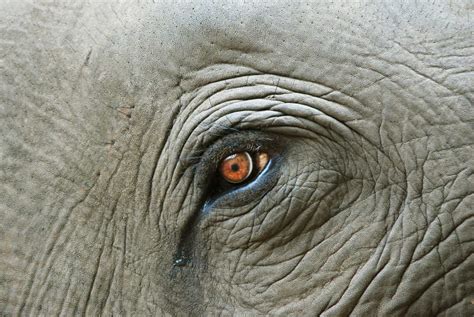 大象象徵意義 眼睛是什麼